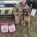Овчарка с Днепропетровщины и кинолог завоевали бронзу на всеукраинском чемпионате