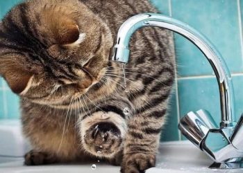В Павлограде снова проблемы с водой