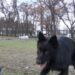Зросли штрафи на вигул собак без намордників та повідків, а також за неприбрані за тваринами екскременти.