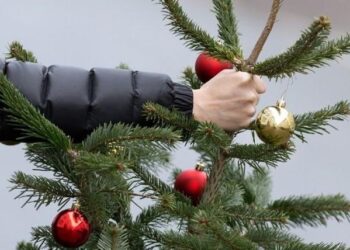 Визначені точки збору ялинок