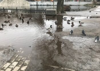 Замість пішоходів – качки