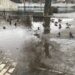 Замість пішоходів – качки