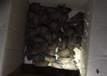 У Дніпрі на балконі квартири оселилася колонія кажанів