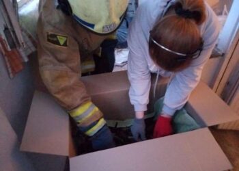 Кажанів, які мало не довели власника квартири у Дніпрі до нервово зриву, оселили у холодильнику