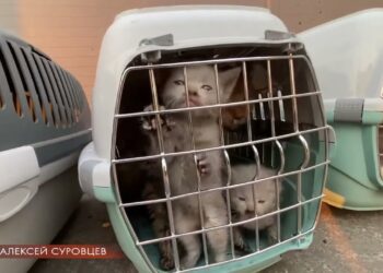 Актор, який родом з Дніпра, врятував понад тридцять кинутих хатніх тварин