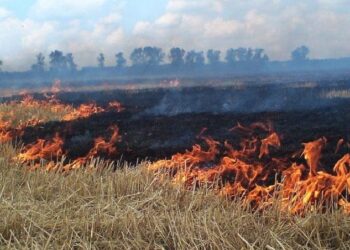 У Нікополі мешканцям дозволили «перевиховувати» тих, хто палить сухостій