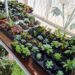 Ботсад ДНУ запрошує містян помилуватися весняними квітами (ФОТО)
