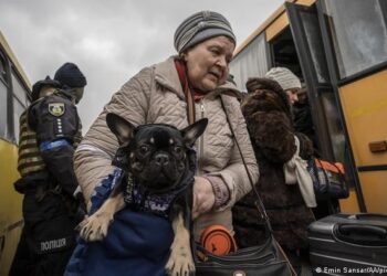 Дніпро готовий прихистити покинутих собак зі всієї України