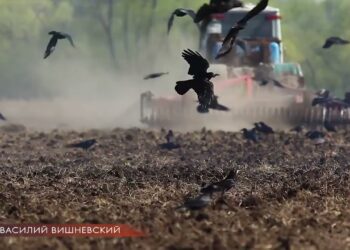 Вплив війни на приліт птахів. Бойові українські пернаті: вигадки та реальність