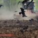 Вплив війни на приліт птахів. Бойові українські пернаті: вигадки та реальність