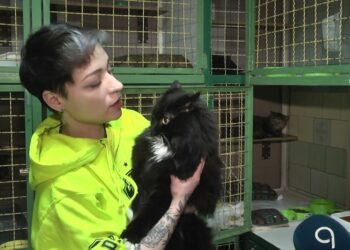 Котики потерпають від війни. Притулок для тварин “Друг” прихистив хвостиків із гарячих точок країни.