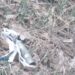 На Дніпропетровщині вибухнув автомобіль, який наїхав на касетний боєприпас