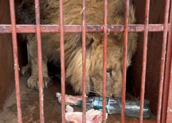 У Мережі показали, як відбувається евакуація тварин з Харкова до Дніпра (ВІДЕО)