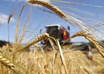 На Дніпропетровщині ранніми зерновими вже засіяно понад 40% від запланованих площ