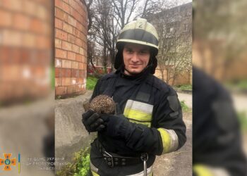 Врятувати їжака: добра історія порятунку на Дніпропетровщині (ФОТО)
