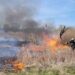 У Дніпрі рятувальники ліквідували масштабне загоряння сухостою (ФОТО)