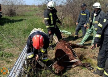 У Павлограді рятувальники витягли телятко з 3-метрової криниці