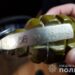 У Кривому Розі затримали 28-річного чоловіка, який погрожував підірвати гранату