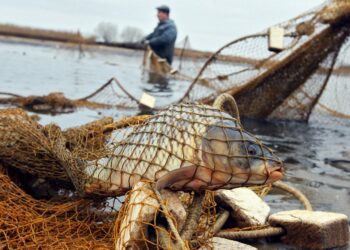 У Зеленодольську рибалкам заборонили виходити на воду та використовувати риболовні сітки