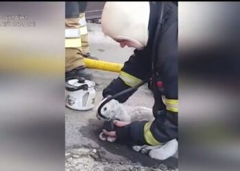 Рятувальники реанімували кота, якого дістали з охопленої вогнем квартири в Умані (ЗВОРУШЛИВЕ ВІДЕО)