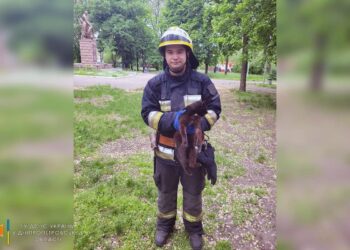 У Дніпрі рятувальники допомогли жінці зняти котика з дерева (ФОТО)