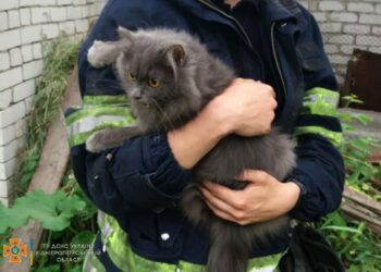 У Слобожанському на Дніпропетровщині вогнеборці врятували кота(ФОТО)