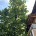 У Дніпрі рятувальники дістали з дерева котика та повернули власниці (ФОТО)