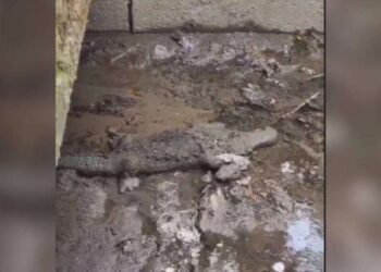 У Дніпрі у водостоку виявили мертвого крокодила (ФОТО)