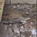 У Дніпрі у водостоку виявили мертвого крокодила (ФОТО)