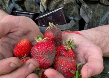 Окупанти на Херсонщині наймаються до місцевих збирати полуницю