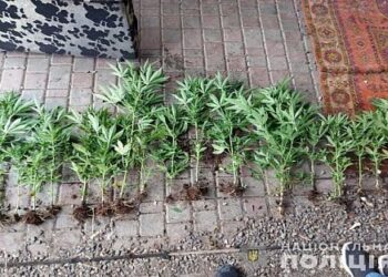 Пістолет, набої та цілий город конопель знайшли поліцейські Кривого Рогу