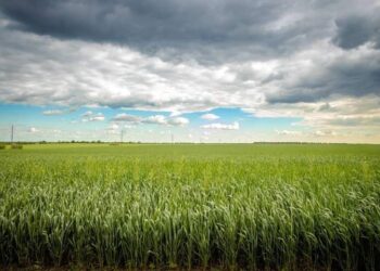 Зерна вистачить і на сусідні області: на Дніпропетровщині завершилась посівна