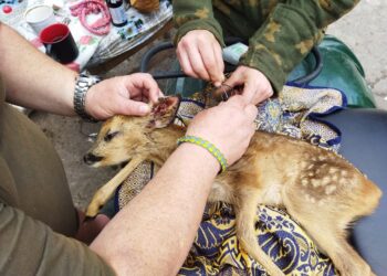 Бійці з Дніпропетровщини врятували на Херсонщині поранене дитинча козулі (ФОТО)