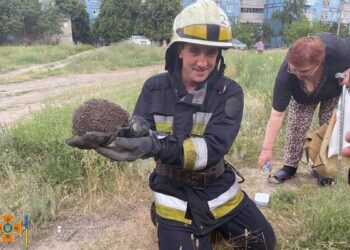 У Дніпрі рятувальники визволили їжачка, який впав у трубу (ФОТО)