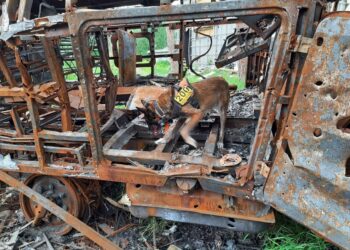 Кінологи з Павлограду виявили тіла двох закатованих чоловіків на Київщині 