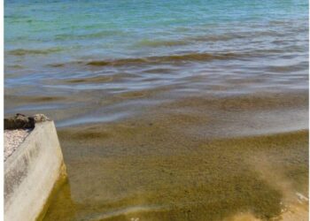 Азовське море перетворилося на болото