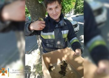 У центрі Дніпра рятували життя каченятам, які впали у каналізацію