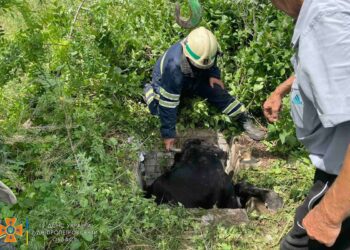 На Дніпропетровщині рятувальники дістали з ями корову