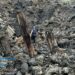 Прокуратура показала наслідки ворожого удару по Криворіжжю (ФОТО)