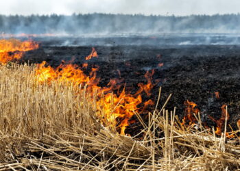 Окупанти знищили десятки гектарів врожаю на Дніпропетровщині