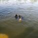 У Дніпрі знайдено тіло 71-річного чоловіка, що загинув вчора під час купання