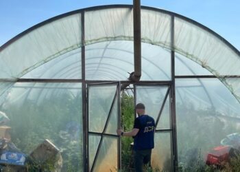 На Дніпропетровщині знайшли величезну плантацію конопель на 3 мільйони гривень 