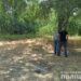 На Дніпропетровщині поліцейські затримали вбивцю літньої жінки та студента
