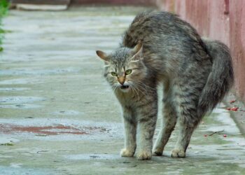 У Кривому Розі чоловік стріляв із пневмата по котиках