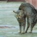 У Кривому Розі чоловік стріляв із пневмата по котиках