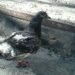 Волонтери показали голубку, яка втратила крила та хвіст через ракетну атаку у Дніпрі (ЗВОРУШЛИВЕ ВІДЕО)
