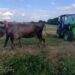 На Дніпропетровщині з пастки визволили корову