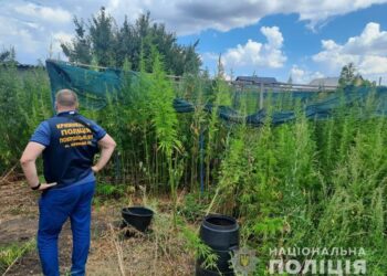 Плантації конопель та кілограми марихуани виявили поліцейські у Кривому Розі 