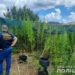 Плантації конопель та кілограми марихуани виявили поліцейські у Кривому Розі 