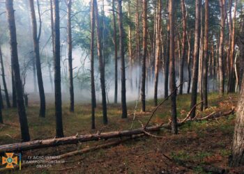 Рятувальники приборкали пожежу у хвойному лісі (ФОТО)
